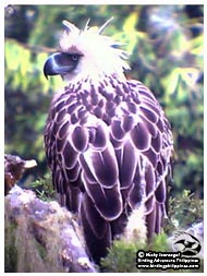 The Great Philippine Eagle, Birding Adventure Philippines inspiration for its logo.
