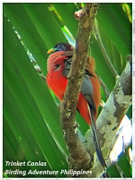 This Philippine Trogon was taken in Bohol, Philippines. Photo Trinket Canlas