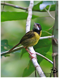 This yellow-breasted tailorbird was taken in Bohol, Philippines. Photo by Nicky Icarangal