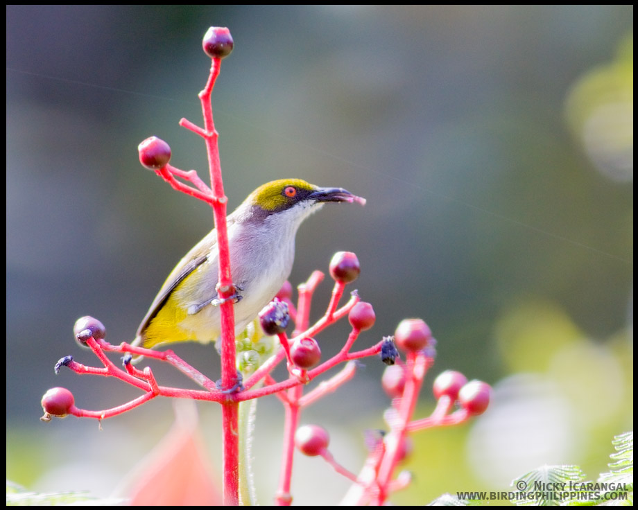 Olive-capped Flowerpecker