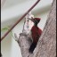A male Greater (Luzon) Flameback