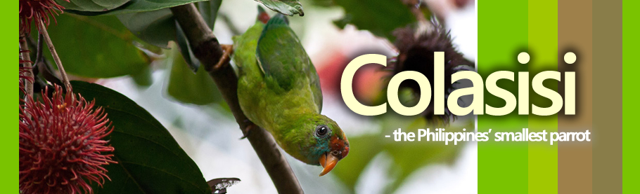 Colasisi (Philippine Hanging Parrot)
