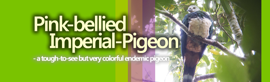 Pink-bellied Imperial-Pigeon [HD]