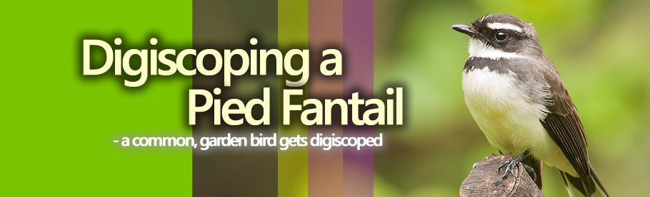 Digiscoping a common garden bird:<br />  Pied Fantail [HD]