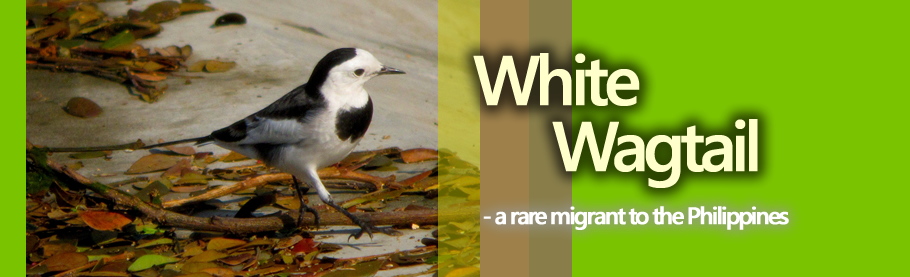 a season for wagtails