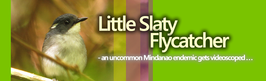The Uncommon Little Slaty Flycatcher [HD]