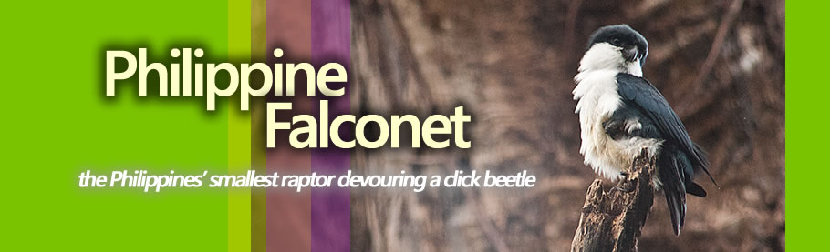 Philippine Falconet – 1, Click Beetle – 0