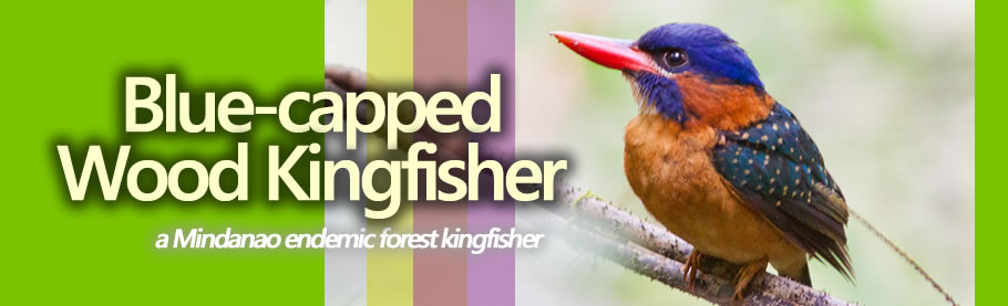 Blue-capped Wood Kingfisher