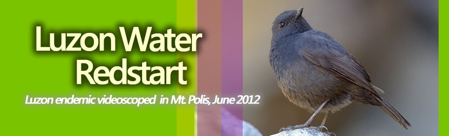 Luzon Water Redstart (take 2)