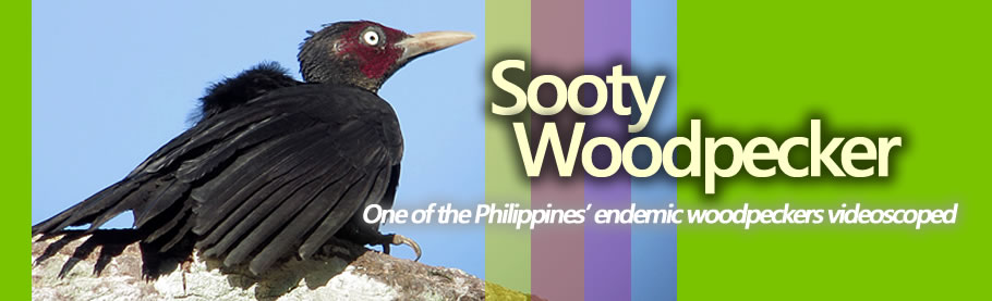 A pair of Sooty Woodpeckers [HD]