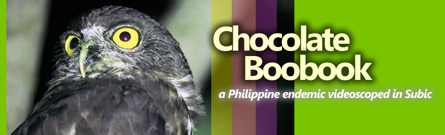 Chocolate Boobook [HD]