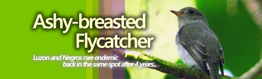 Ashy-breasted Flycatcher is back! <br />[but now in HD]
