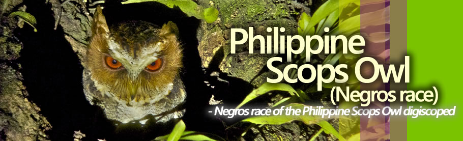 Philippine (Negros) Scops Owl