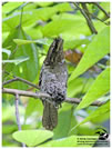Philippine Frogmouth / © Nicky Icarangal. Birding Adventure Philippines