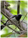White-browed Shama/© Nicky Icarangal. Birding Adventure Philippines