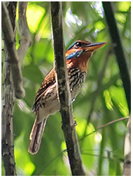 This Spotted Wood-Kingfisher is one of the beautiful forest kingfishers endemic to the Philippines. Photo by Arnel Telesforo/Birding Adventure Philippines