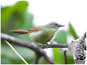 Striped-Tit Babbler / © Nicky Icarangal. Birding Adventure Philippines
