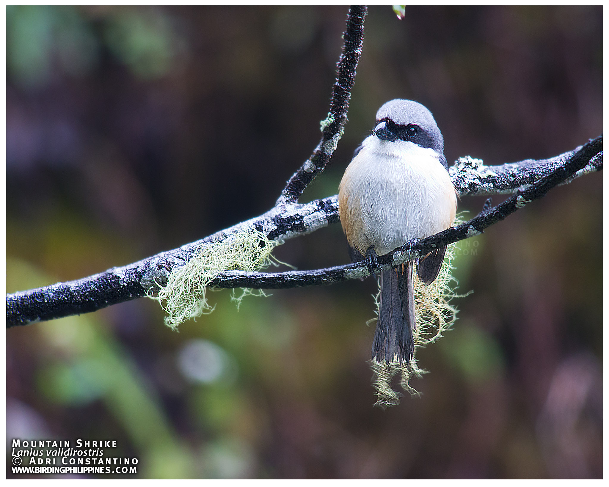 Mountain Shrike