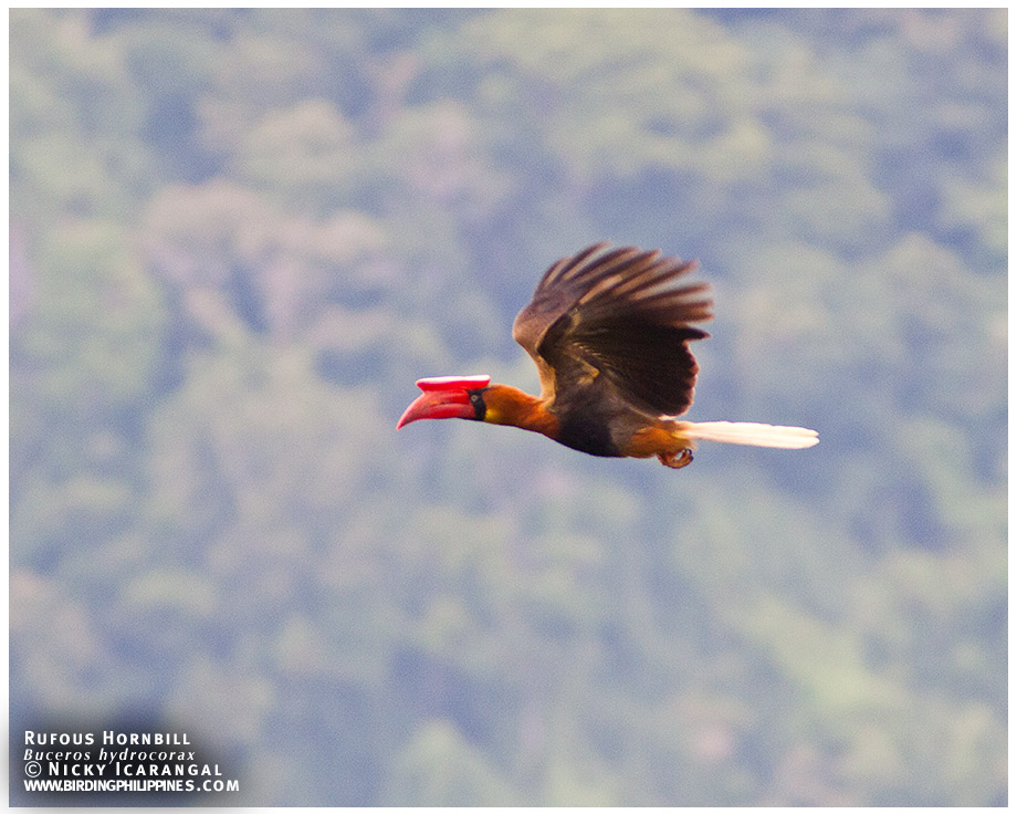 Rufous Hornbill