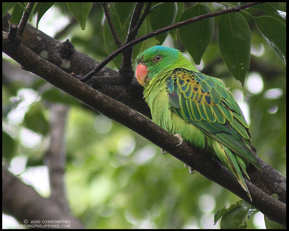 Birds from Luzon | | :: Birding Adventure Philippines | Guided