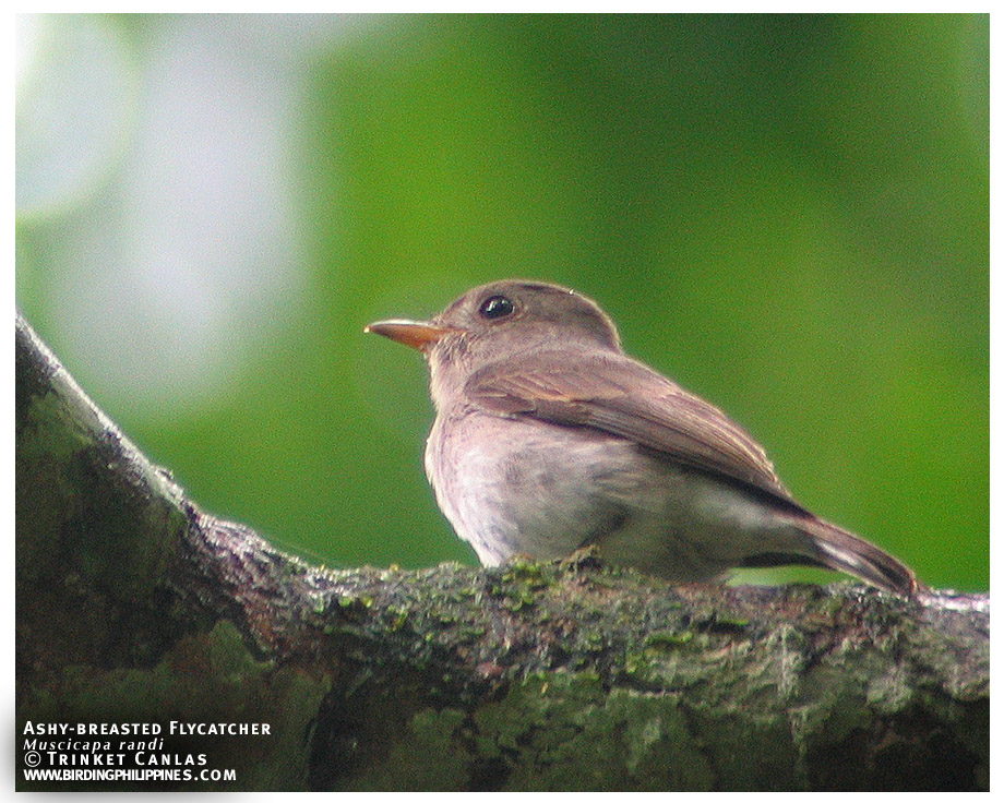 Ashy-breasted Flycatcher