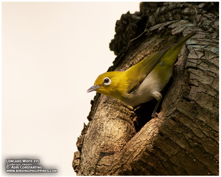 lowland white-eye