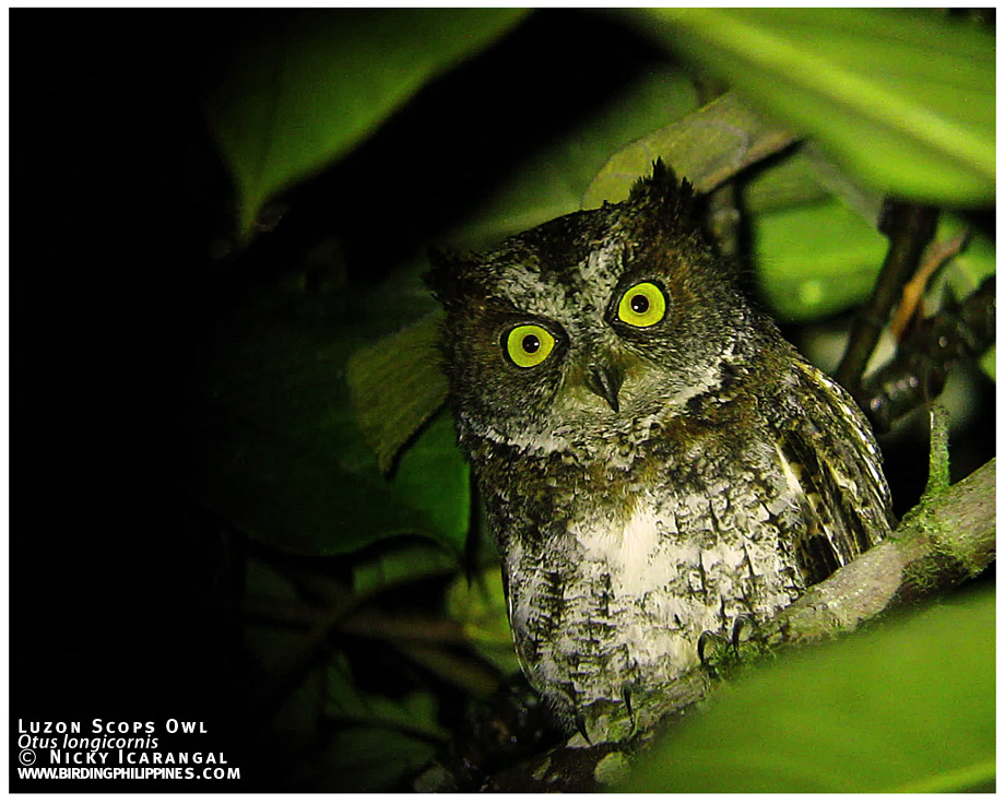 luzon-scops-owl