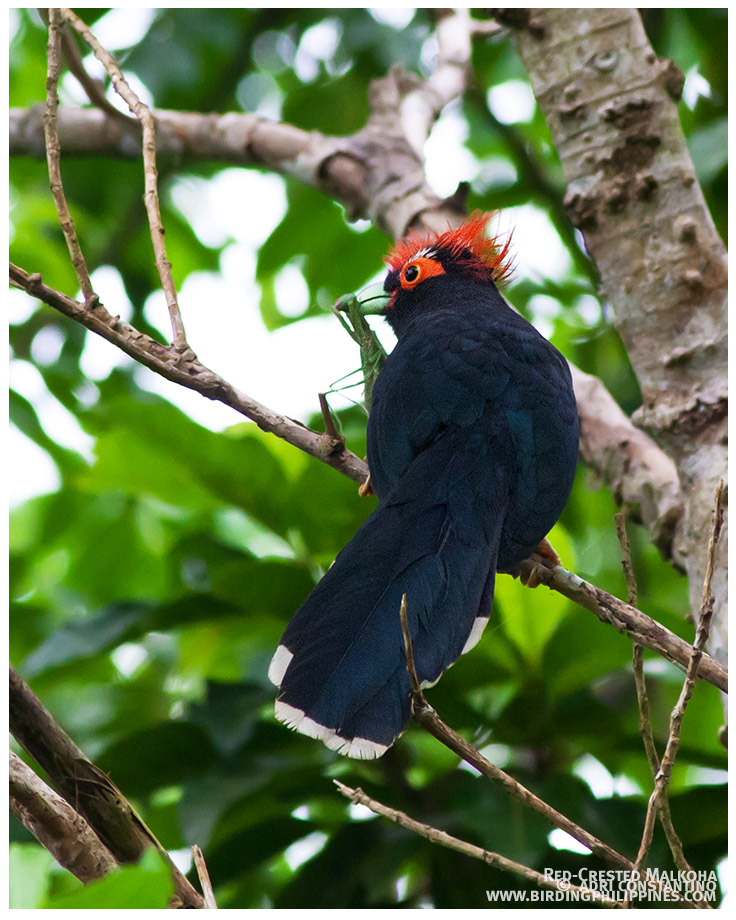 Rough-crested (red-crested) Malkoha