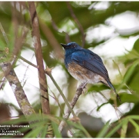 Blue-breasted Flycatcher