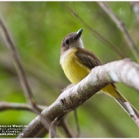 Yellow-bellied Whistler