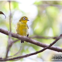 Yellowish White-eye