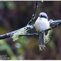 Mountain Shrike