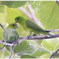 Green Racquet-tail