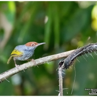 Grey-backed Tailorbird