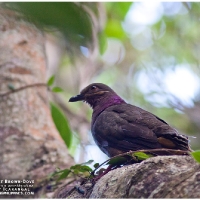 Amethyst Brown-Dove