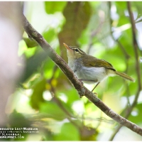 Lemon-throated Leaf-Warbler