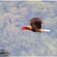 Rufous Hornbill