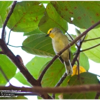 Golden-crowned Babbler