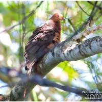 Philippine Cuckoo-Dove