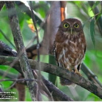 Philippine Hawk Owl