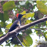 White-bellied Woodpecker