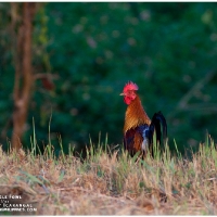 Red Jungle Fowl