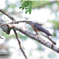 Philippine Hawk-Cuckoo