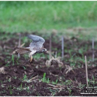 Eurasian Kestrel