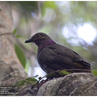 Amethyst Brown-dove