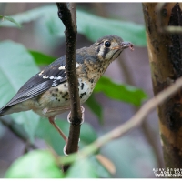 Ashy Ground Thrush