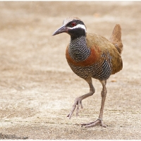 Barred Rail