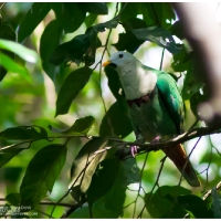 Black-chinned Fruit-Dove