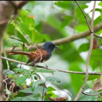 Blue-headed Fantail