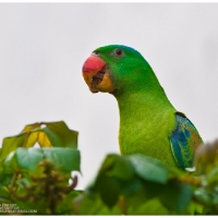 Blue-naped Parrot
